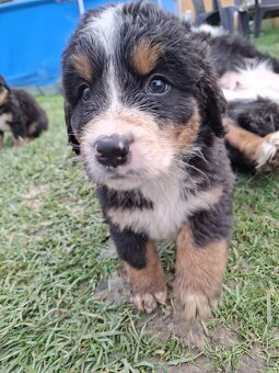 Bernský salašnícky pes- Šteniatka - 5