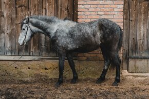 Pony valach - 5