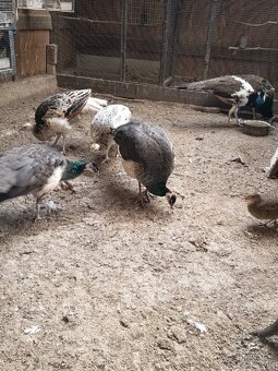 Predám pávy korunkaté - 5