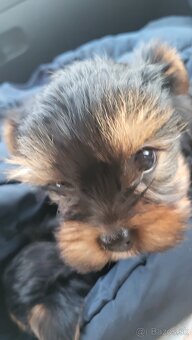 Yorkshirsky terier mini - 5