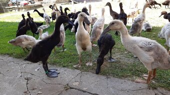 Indicky bežec, Indicke bežce - 5