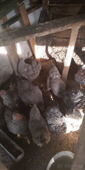 Na predaj chovne kmene - 5