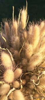 Sušený zajačí chvost - Bunny tail grass - 5
