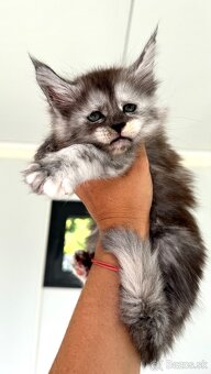 Mainska myvalia Maine Coon Gaya - 5