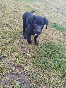 Darujem šteniatko - 5