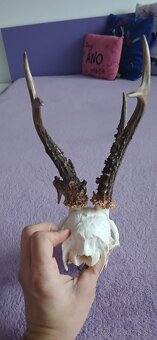 Trofeje raritnych srncov - 5