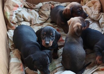 jazvečík krátkosrstý - 5