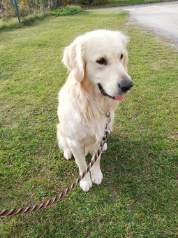 Krytie- Zlatý retriever - 5