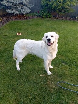 Zlatý retriever - 5