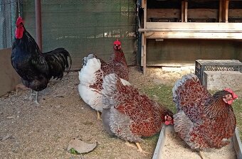 kvočka + 12 ks kuriatok ( Australorpka + Wyandotka ) - 5