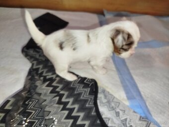 Yorkshire biewer blue merke - 5