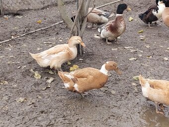 Kacice mlade farebne - 5