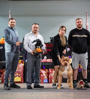 American bully XL XXL - 5