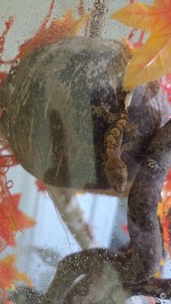 pagekon riasnaty - 5