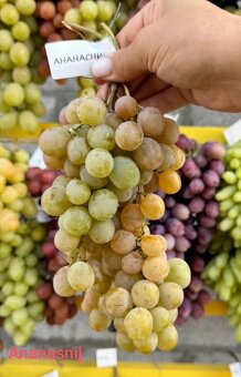 Predám sadenice viniča - 5