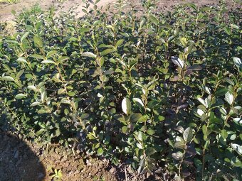 Vtáči zob sadenice - 5