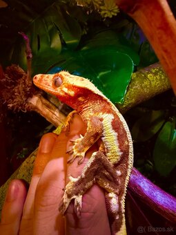 Terárium + Pagekon - 5