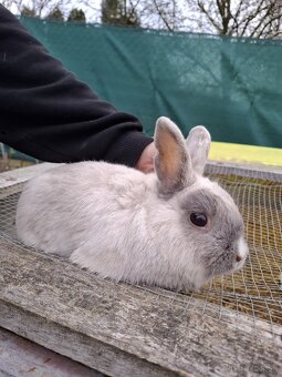 Predám mini zajačika - 5