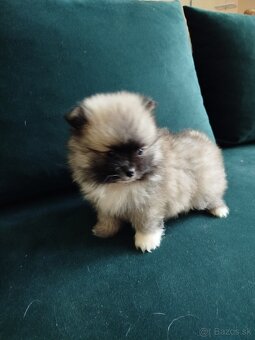 Pomeranian +nemecký špic - 5