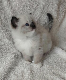 Ragdoll s pp - 5