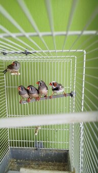 Predám zebričky - 5