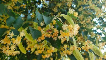 Predám včelí med agátový lipový kvetový pastovaný - 5