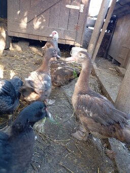 Pižmove kacice a kačery - 5