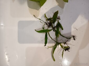 Rastliny do akvária - 5