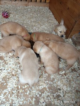 Zlatý retriever šteniatka - 5