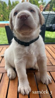REZERVOVANÉ VŠETKY Labrador-šteniatka - 5