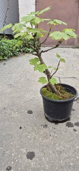 Bonsai Javor - 5
