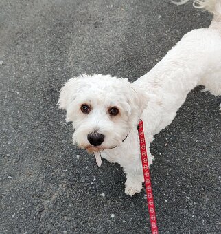 Maltipoo Tony❤️ - 5