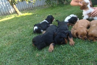 Šteniatka Cavalier king Charles španiel, kavalier - 5
