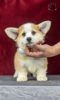 Predám sučku plemena Welsh Corgi Pembroke - 5