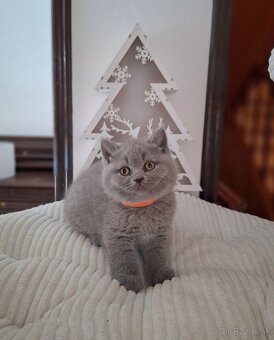 Britské modré mačiatka s PP - 5