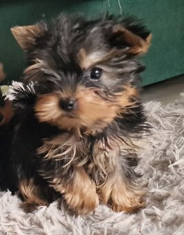 Yorkshirsky terier - 5