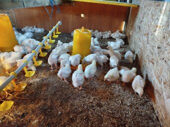 Brojlerove kuriatka - 5