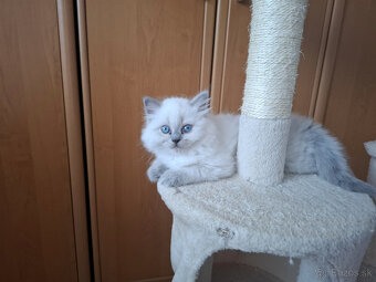 Ragdoll - 5