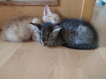 Darujem mačiatka - 5