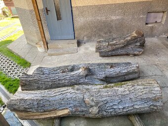 Orechové kmene, guľatina - 5