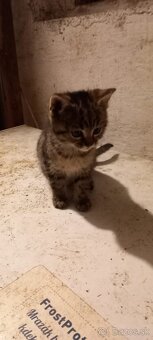 Darujem maciatka - 5