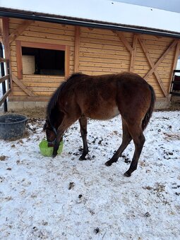 APH žrebček - 5