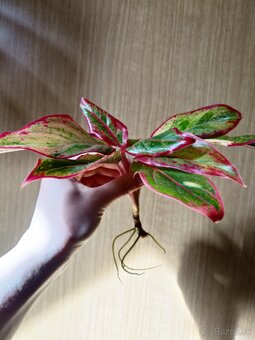 Ludisia discolor - 5