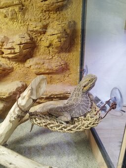 Agama,terarium - 5