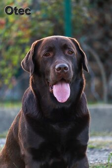 Labradorský retriever - 5
