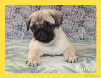 MOPS s PP. - 5