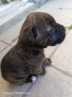 Cane Corso - 5