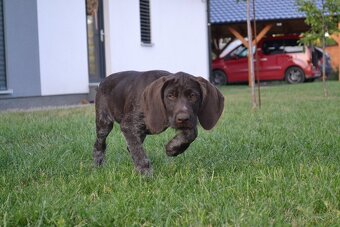 Fenka Nemeckého stavača drotosrstého - 5