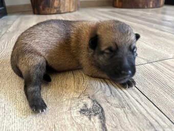 Belgický ovciak Malinois - 5