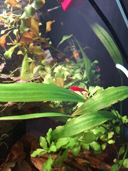 Akvárium NanoCube Dennerle 60l - 5